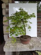 Japanse esdoorn bonsai, Tuin en Terras, Planten | Bomen, Ophalen