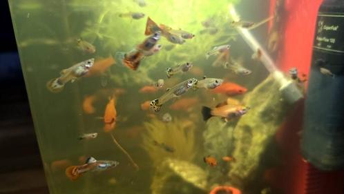 Vissen, Dieren en Toebehoren, Vissen | Aquariumvissen, Zoetwatervis, Vis, Schoolvis