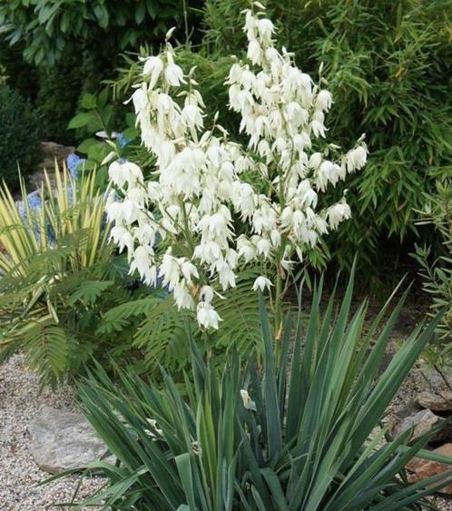 Yucca palmlelie, Jardin & Terrasse, Plantes | Jardin, Enlèvement