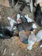 Duiven, Dieren en Toebehoren