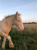 Prachtig dubbel crème tinker hengsten veulen, Dieren en Toebehoren, Minder dan 160 cm, Niet van toepassing, 0 tot 2 jaar, Hengst