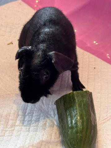 Skinny cavia beertje beschikbaar voor biedingen