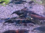 Blue Sapphire neocaridina