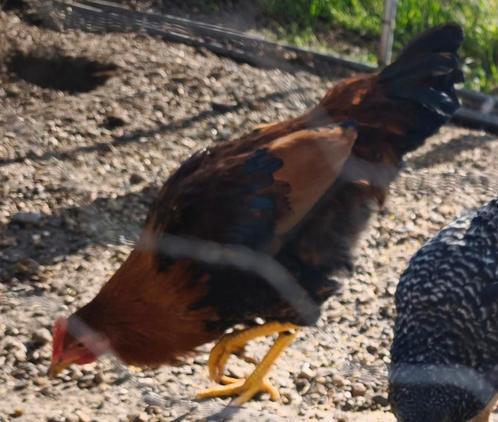 Haantjes altijd gratis elke jaar, Dieren en Toebehoren, Pluimvee, Kip, Mannelijk