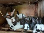 reuzevlinders - reuze vlinders - lotharinger, Dieren en Toebehoren, Konijnen