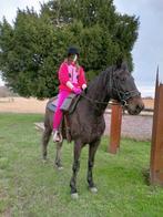 RECREATIE PAARD, Dieren en Toebehoren, Paarden, Ruin, Niet van toepassing, Gechipt, 11 jaar of ouder