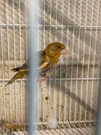 Groenvink, Dieren en Toebehoren, Vogels | Overige Vogels
