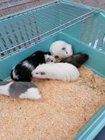 Cavia beertjes, Dieren en Toebehoren, Knaagdieren, Mei, Mannelijk, Cavia