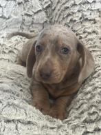 teckel pups merle kleur kortharig, België, Reu, CDV (hondenziekte), 8 tot 15 weken