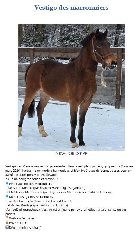 New forest, Dieren en Toebehoren, Pony's, Hengst, D pony (1.37m tot 1.48m), Springpony, 0 tot 2 jaar, Met stamboom, Gechipt, Ontwormd
