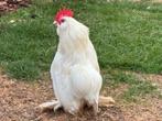 Everbergse Baardkriel Wit haan, Dieren en Toebehoren, Pluimvee, Mannelijk, Kip