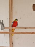 Geel opaline roodbuik turqasine koppeL, Dieren en Toebehoren, Vogels | Parkieten en Papegaaien