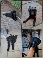 Lieve Golden-Collie pups bij ons op de boerderij ouders aanw, België, CDV (hondenziekte), 8 tot 15 weken, Meerdere