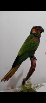 Gezocht overleden ara's kaketoe's, Dieren en Toebehoren