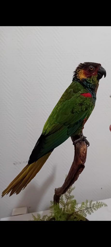 Gezocht overleden ara's kaketoe's, Dieren en Toebehoren, Vogels | Overige Vogels