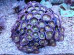 Mooi stuk zoa Alien Explosion, Animaux & Accessoires, Poissons | Poissons d'aquarium, Poisson de mer