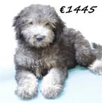 Aussiedoodle pups te koop, 15 weken tot 1 jaar, Buitenland, CDV (hondenziekte), Meerdere