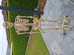 Anatomisch skelet levensgroot, Diversen, Ophalen, Gebruikt