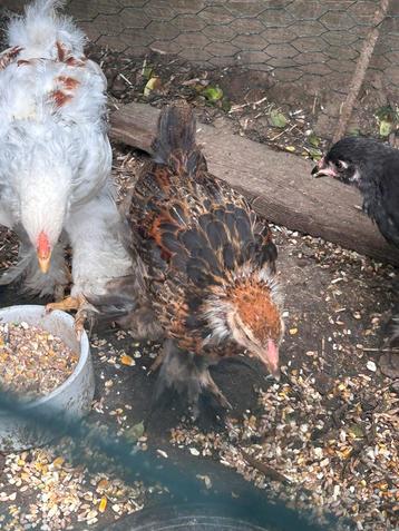3 brahma kuikens van 7weken te koop, Plusieurs animaux, Poule ou poulet