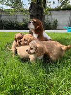 Wondermooie cavapoo pups ( cavalier x toypoedel)🇧🇪, Dieren en Toebehoren, Poedel, België, CDV (hondenziekte), 8 tot 15 weken