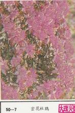 lucifermerk luciferetiket #197 bloemen (50-7), Collections, Articles de fumeurs, Briquets & Boîtes d'allumettes, Boîtes ou marques d'allumettes
