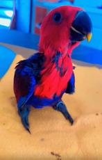 Edel-papegaai, Dieren en Toebehoren, Papegaai, Tam