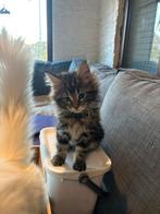 Maine coon kittens 1 lady en 1 male 🥰💝, Dieren en Toebehoren, Katten en Kittens | Raskatten | Langhaar, Meerdere dieren, Gechipt