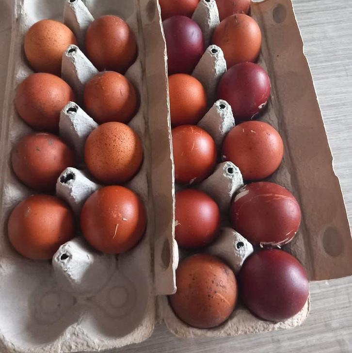 Broedeieren marans Zwartkoperhals, Dieren en Toebehoren, Pluimvee