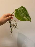 Monstera Deliciosa Albo Variegata #1, Huis en Inrichting, Kamerplanten, Ophalen of Verzenden
