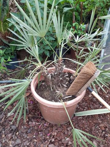 trithrinax campestris - voor de kenner beschikbaar voor biedingen