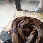 Roodstaart Boa, Slang, Met terrarium, 3 tot 6 jaar