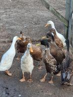 Eenden en kippen, Enlèvement