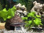 Aquarium vissen, Dieren en Toebehoren, Ophalen