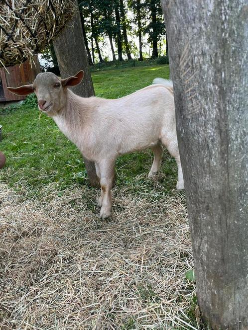 Jonge bok te koop, Dieren en Toebehoren, Schapen, Geiten en Varkens, Geit, Mannelijk, 0 tot 2 jaar