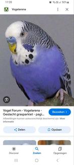 Gezocht dit kleur parkiet, Animaux & Accessoires, Oiseaux | Perruches & Perroquets, Perruche
