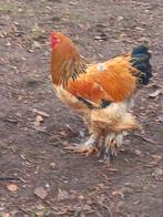 Brahma colombia buff haan, Dieren en Toebehoren, Pluimvee, Mannelijk, Kip