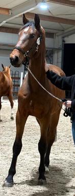 3-jarig springpaard, Dieren en Toebehoren, Paarden, Ruin, Springpaard