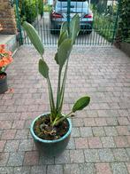 Strelitzia Reginae, Jardin & Terrasse, Plantes | Arbres, Enlèvement, 100 à 250 cm