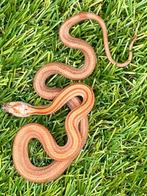 Korenslang 3 maand oud, soort: Diffused Stripe, Dieren en Toebehoren, Reptielen en Amfibieën, Slang, Tam, 0 tot 2 jaar
