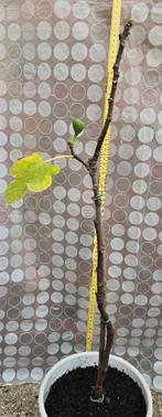 Figuier Ficus Carica, Jardin & Terrasse, Figuier, En pot, Plein soleil, Moins de 100 cm