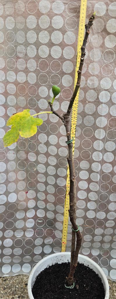 Vijgenboom Ficus Carica, Tuin en Terras, Planten | Fruitbomen, Vijgenboom, Minder dan 100 cm, Volle zon, Lente, In pot, Ophalen