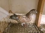 Postduiven, Dieren en Toebehoren, Vogels | Duiven