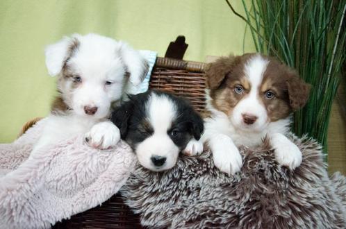 Border collie puppies geboren op boerderij, Animaux & Accessoires, Chiens | Bergers & Bouviers, Plusieurs animaux, Colley, Particulier