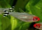 Petitella georgiae (roodkopzalm)