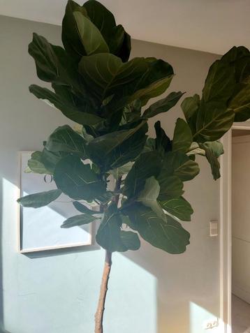 Kunstplant Vijgenboom 220 cm beschikbaar voor biedingen