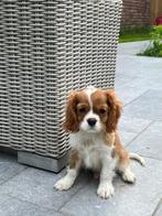 Cavalier king Charles pups, 15 weken tot 1 jaar, Buitenland, CDV (hondenziekte), Meerdere