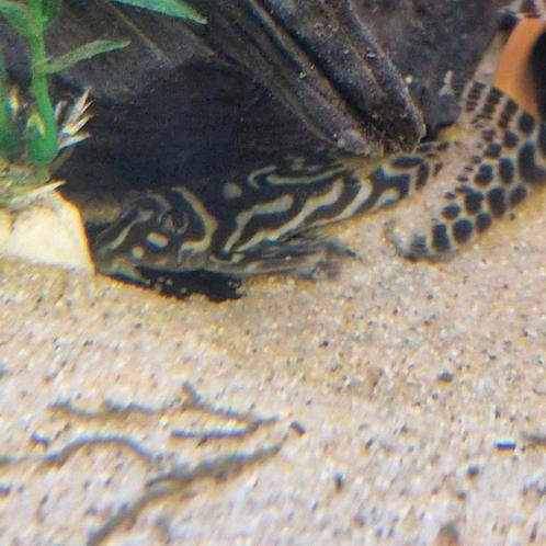 2 volwassen L236 bs, Dieren en Toebehoren, Vissen | Aquariumvissen