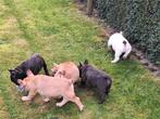 Franse bulldog puppy's, Belgique, Bouledogue, Plusieurs, Parvovirose