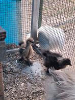 3 zijdehoender kuikens, Dieren en Toebehoren, Geslacht onbekend