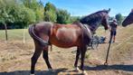 Sportpaard, Dieren en Toebehoren, Paarden, Met stamboom, B, Ruin, 11 jaar of ouder